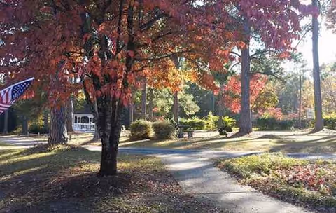 Autumn trees line a paved walkway in a campus-like outdoor senior living area.