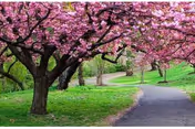 A paved walking path winding through a green park area with blooming pink cherry blossom trees on the left side and other green trees in the background.