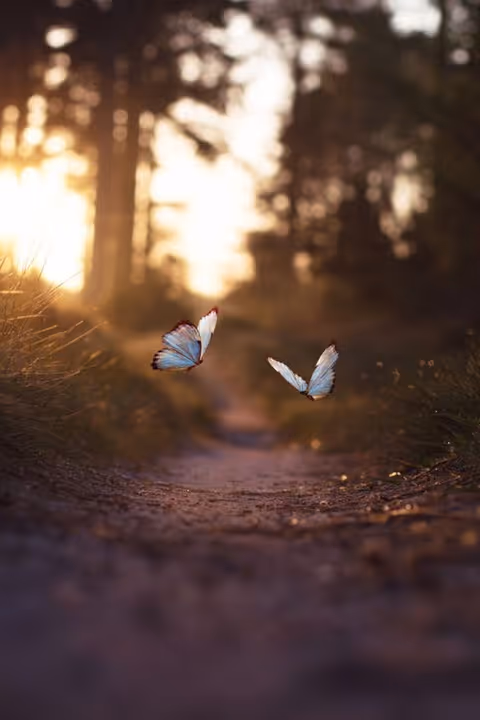 Two blue butterflies flying close to the ground on a dirt path surrounded by grass and trees with sunlight filtering through in the background.