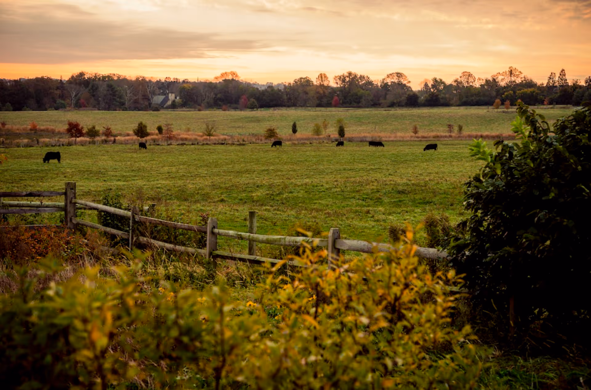 A wooden fence overlooks a grassy pasture with several cows grazing and trees beneath a warm sunset sky.