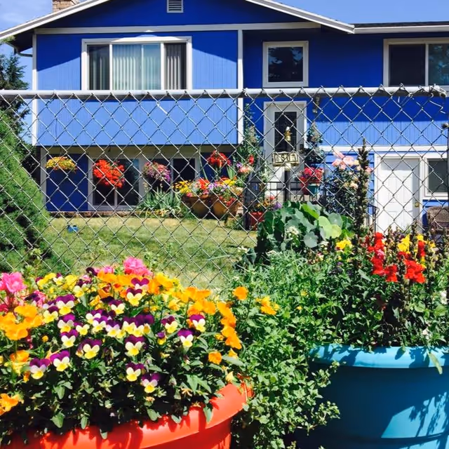 A blue two-story house with white trim behind a chain-link fence. In the foreground, there are large colorful flower pots filled with vibrant flowers including yellow, purple, pink, and red blooms. The yard has green grass and additional flower pots near the house.