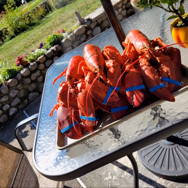 A tray of cooked lobsters with blue bands on their claws placed on a glass outdoor table. The table is on a patio with a stone wall and garden with flowers in the background.