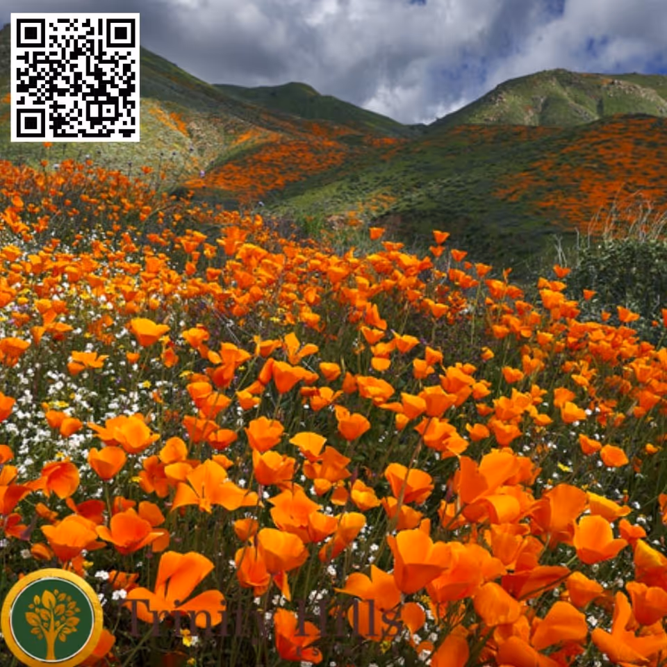 A vibrant field of orange poppies and small white flowers in front of green hills under a partly cloudy sky.