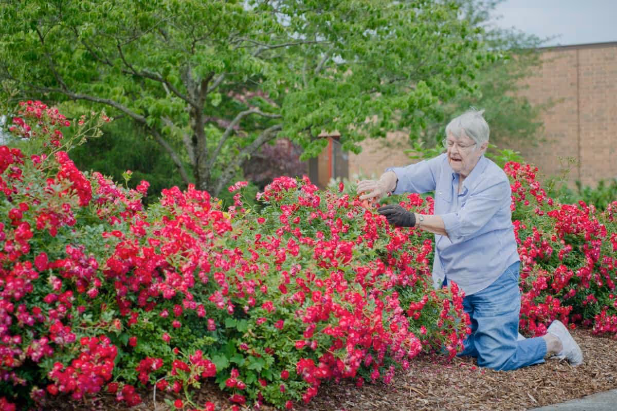 An elderly woman wearing a light blue shirt, blue jeans, white shoes, and black gloves is kneeling on the ground while tending to a large bush of vibrant red flowers in a garden area with green trees and a brick building in the background.