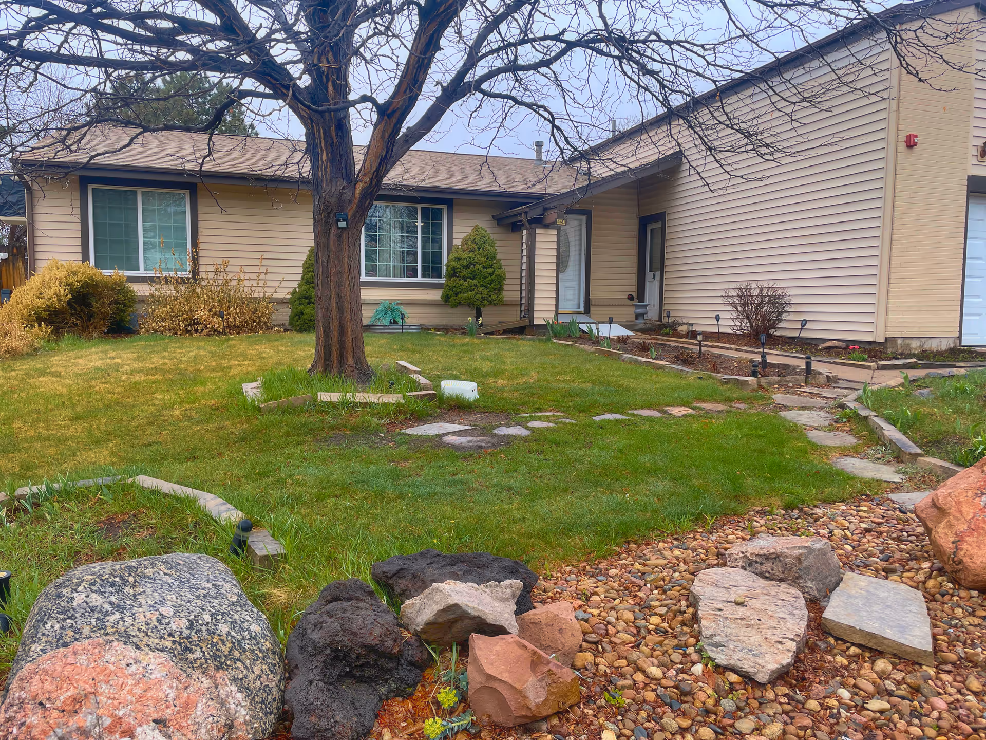 Front yard of a single-story house with beige siding, a large leafless tree in the center, green grass, and a rock garden with various sized stones in the foreground. There are bushes near the house and a pathway leading to the front door.