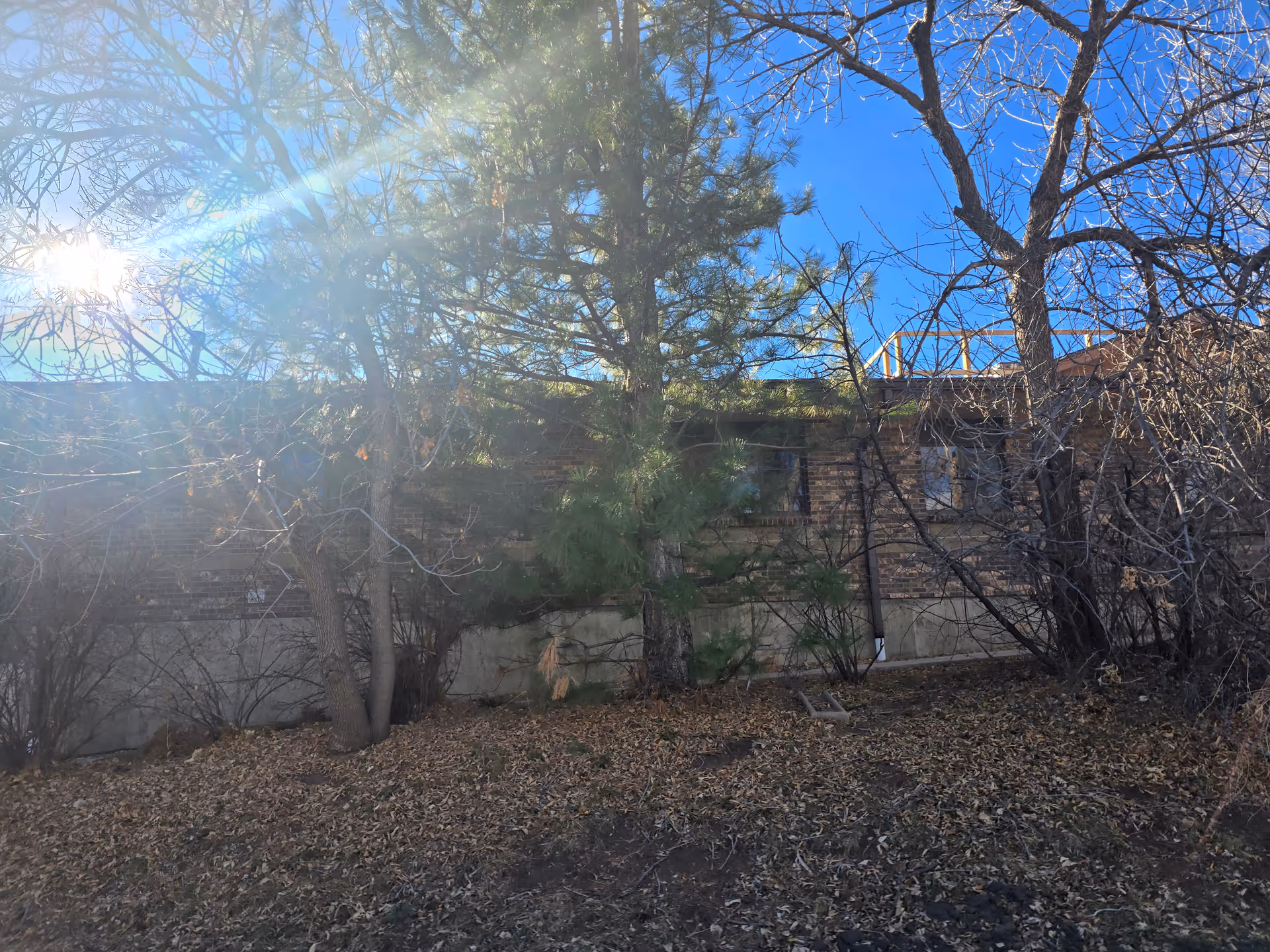 Exterior view of a brick building partially obscured by leafless trees and a pine tree, with sunlight shining through the branches and dry leaves covering the ground.