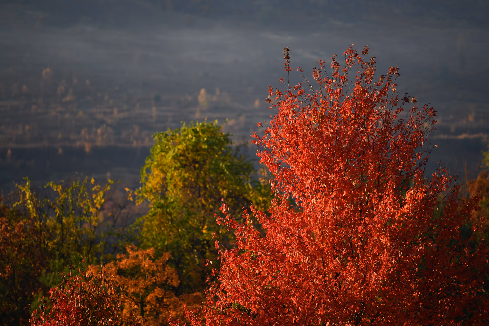 A scenic view of autumn trees with vibrant red, orange, and green leaves against a backdrop of distant hills under a cloudy sky.