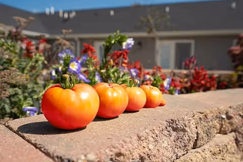 Four ripe tomatoes placed in a row on a stone ledge with colorful flowers and a building in the background under a clear blue sky.
