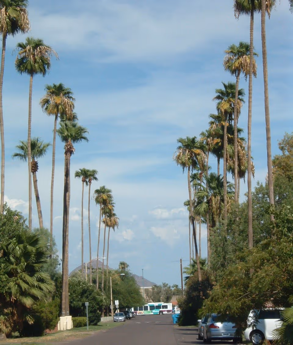 A street lined with tall palm trees on both sides under a partly cloudy blue sky. Cars are parked along the right side of the street, and a bus is visible in the distance. There are various green bushes and trees along the sidewalks.