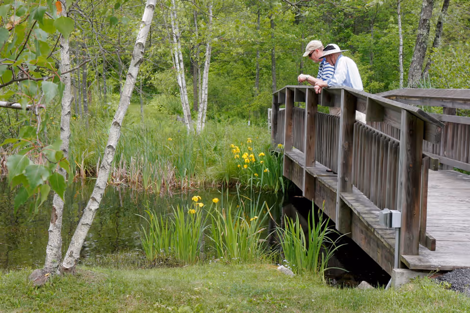 Two people in hats leaning over a wooden footbridge above a pond with yellow irises and birch trees.
