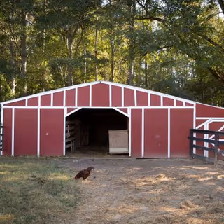 A red barn with white trim situated in a wooded area. The barn has an open entrance showing a dark interior, with a small brown dog sitting on the ground in front of it. Surrounding the barn are trees and a fenced area.