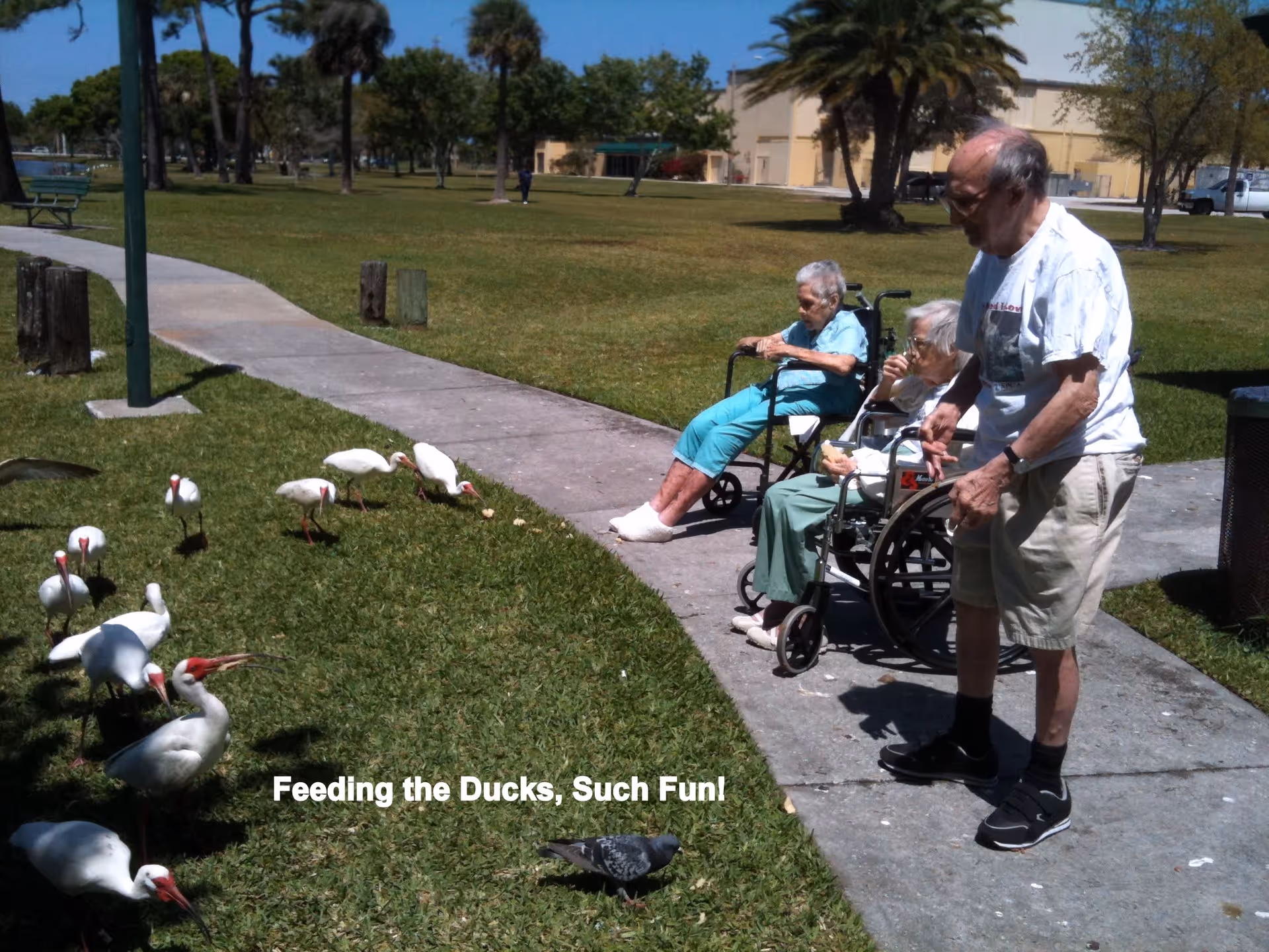 Three elderly individuals, two in wheelchairs and one standing, are feeding a group of white birds with red beaks on a grassy area next to a paved walkway in a park-like setting with palm trees and a building in the background.