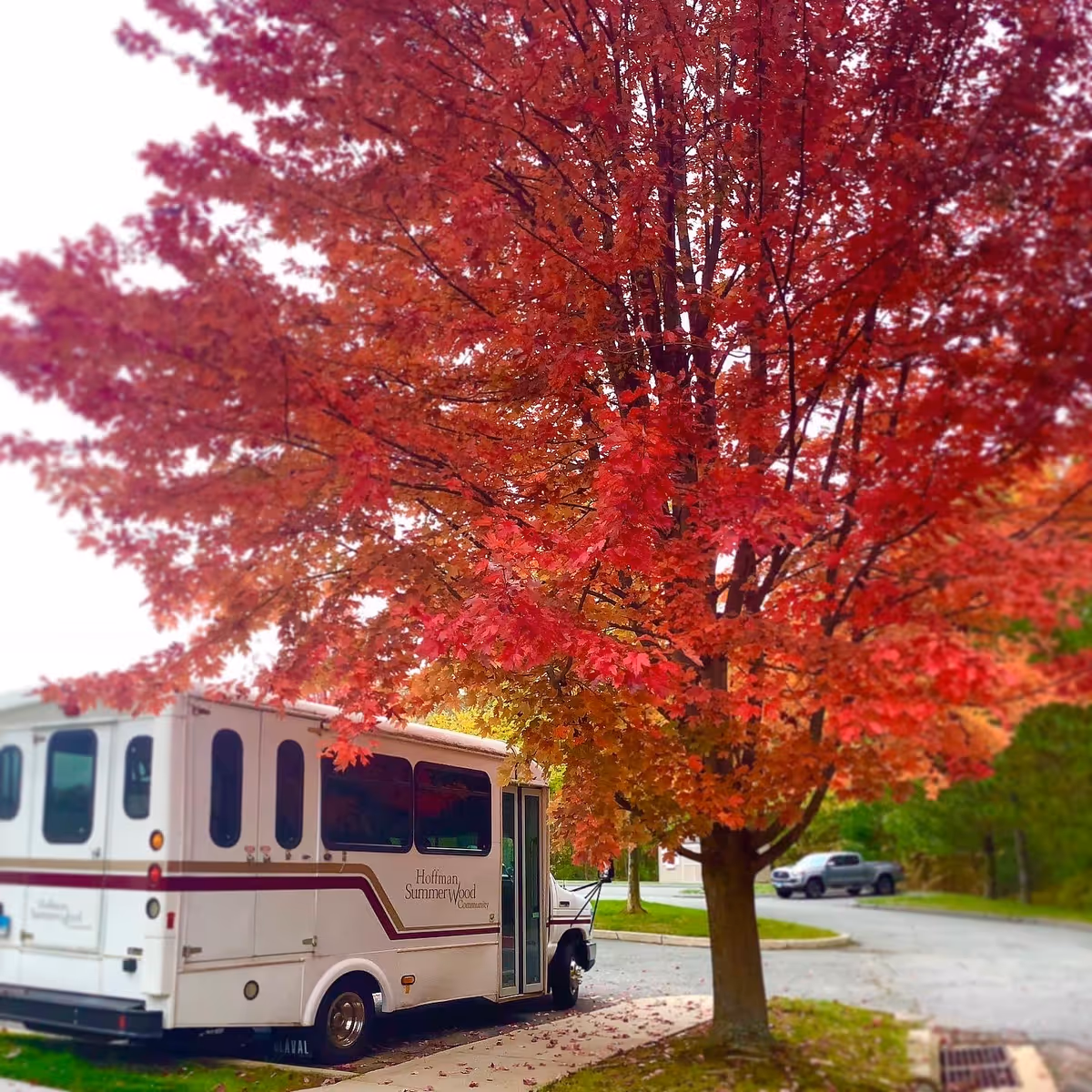 A white Hoffman SummerWood community shuttle bus parked on a street next to a tree with vibrant red autumn leaves.