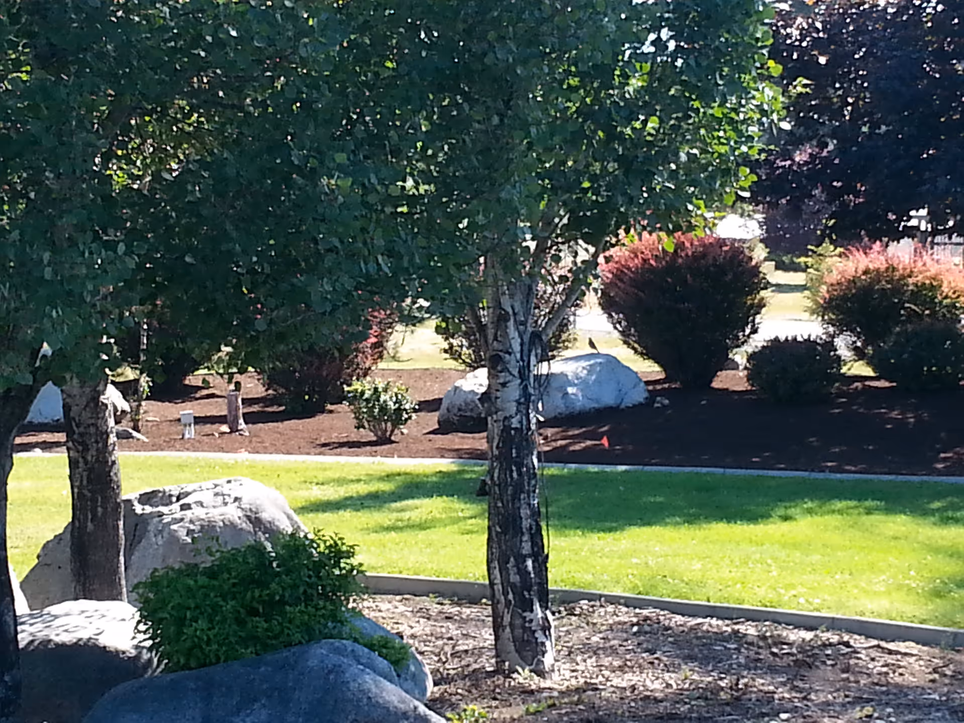 Landscaped outdoor area with trees, shrubs, rocks and a grassy lawn.