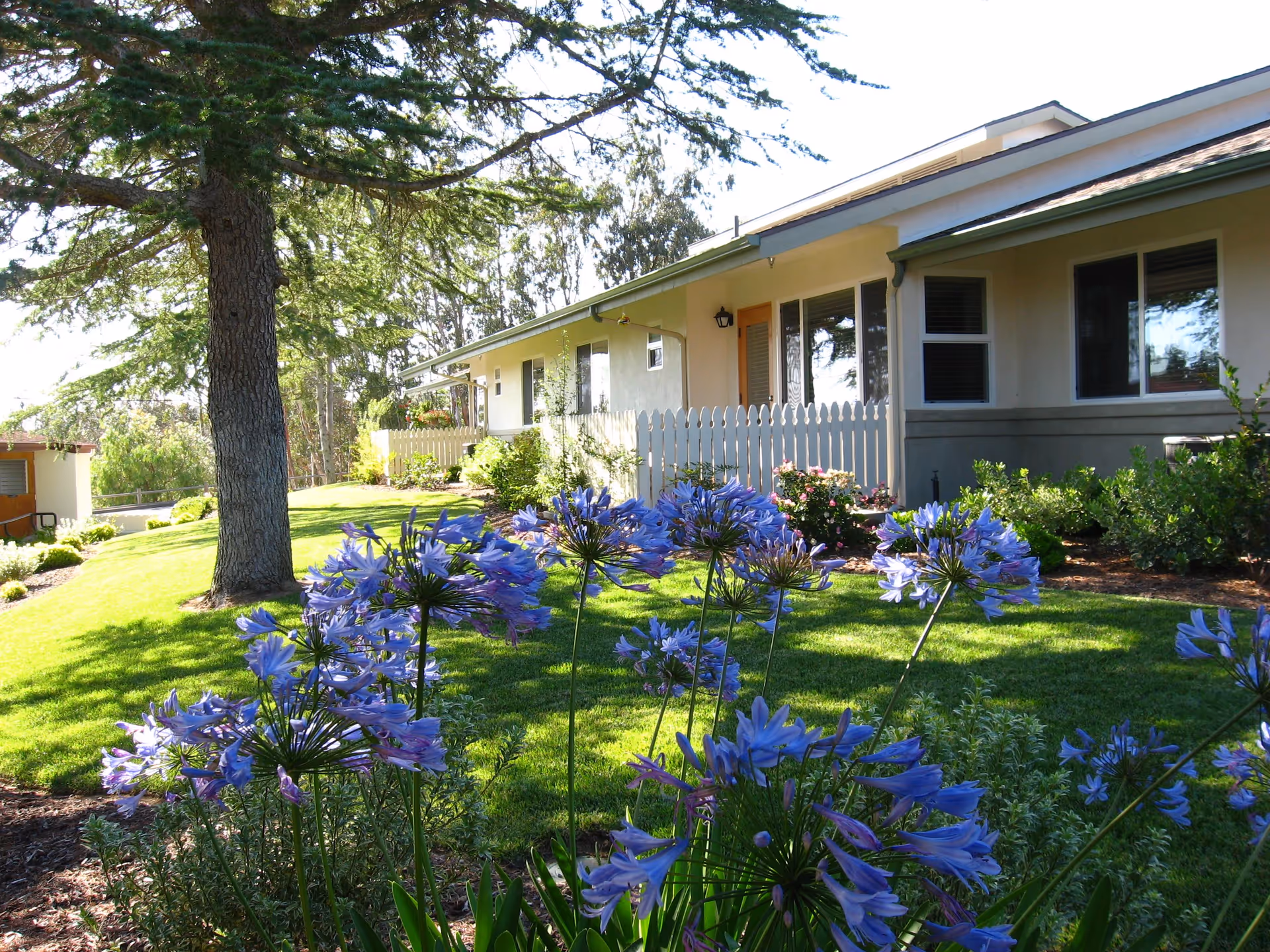 Outdoor garden area with green grass, purple flowers, and a large tree in front of a single-story building with white picket fencing and several windows.