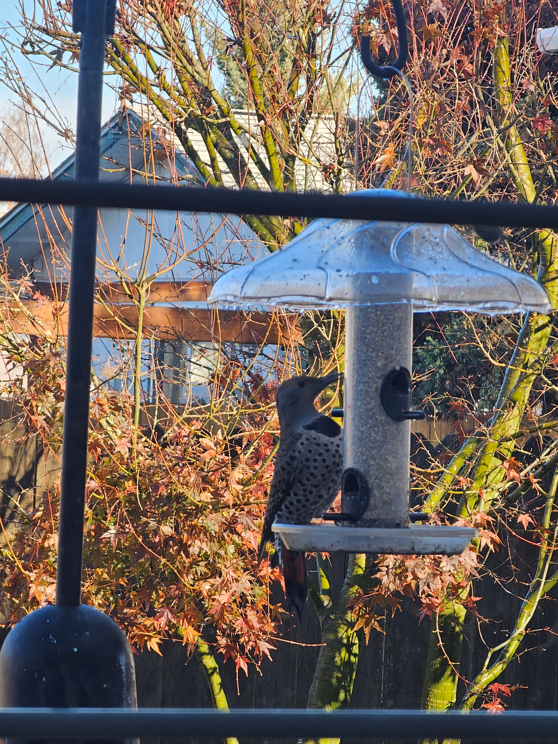 A bird perched on a transparent bird feeder filled with seeds, seen through a window with black grid bars. In the background, there are trees with autumn-colored leaves and a house roof under a clear blue sky.