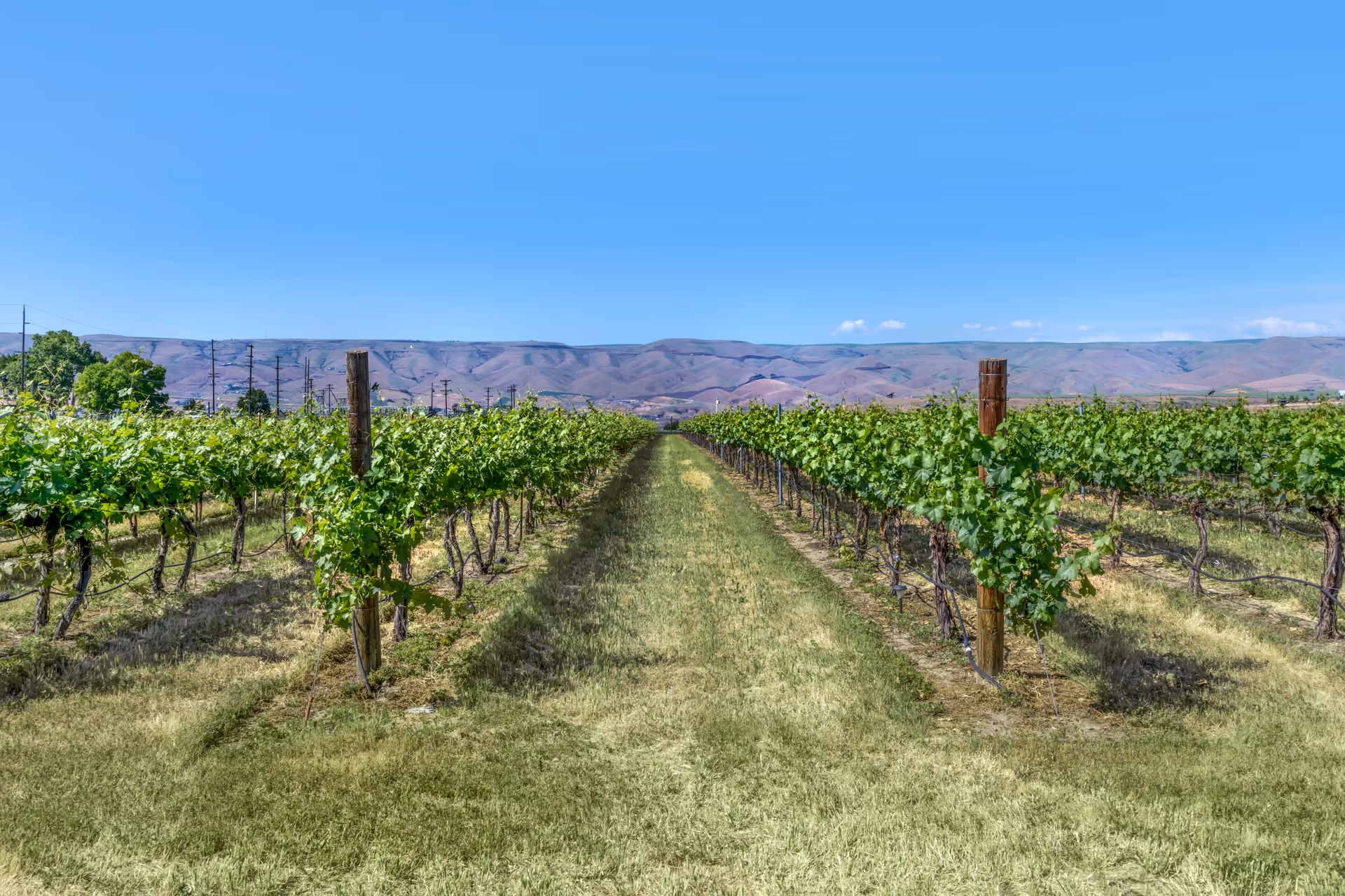 Rows of grapevines in a vineyard with green leaves under a clear blue sky, with hills visible in the background.