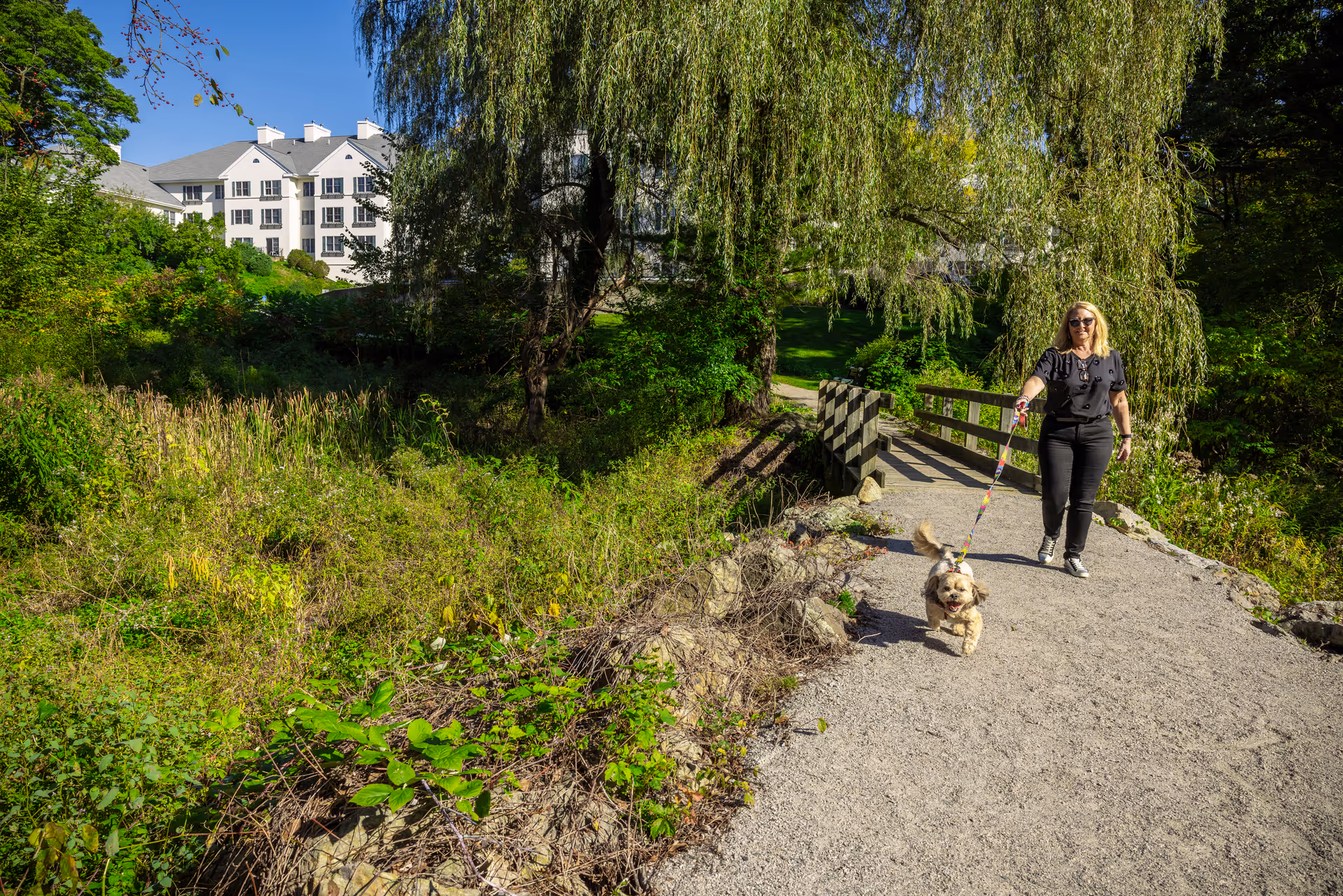 A person walking a small dog on a gravel path by a wooden bridge with trees and a white multi-story building in the background.