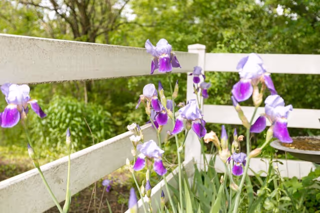 Purple and white irises blooming in a garden area with a white wooden fence in the background and green trees beyond.