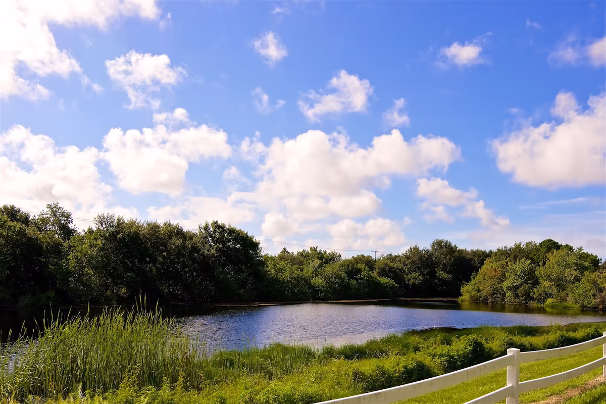 A tranquil pond surrounded by reeds and trees under a blue sky with white clouds, bordered by a white fence.