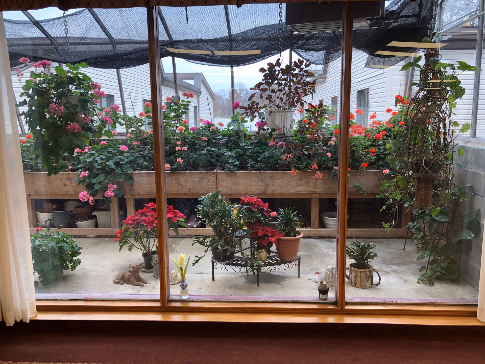 View through a large window showing a greenhouse area with various potted plants and flowers, including hanging plants and colorful blooms. The greenhouse has a wooden planter box filled with pink and red flowers, and the floor is concrete with additional potted plants and small decorative items.