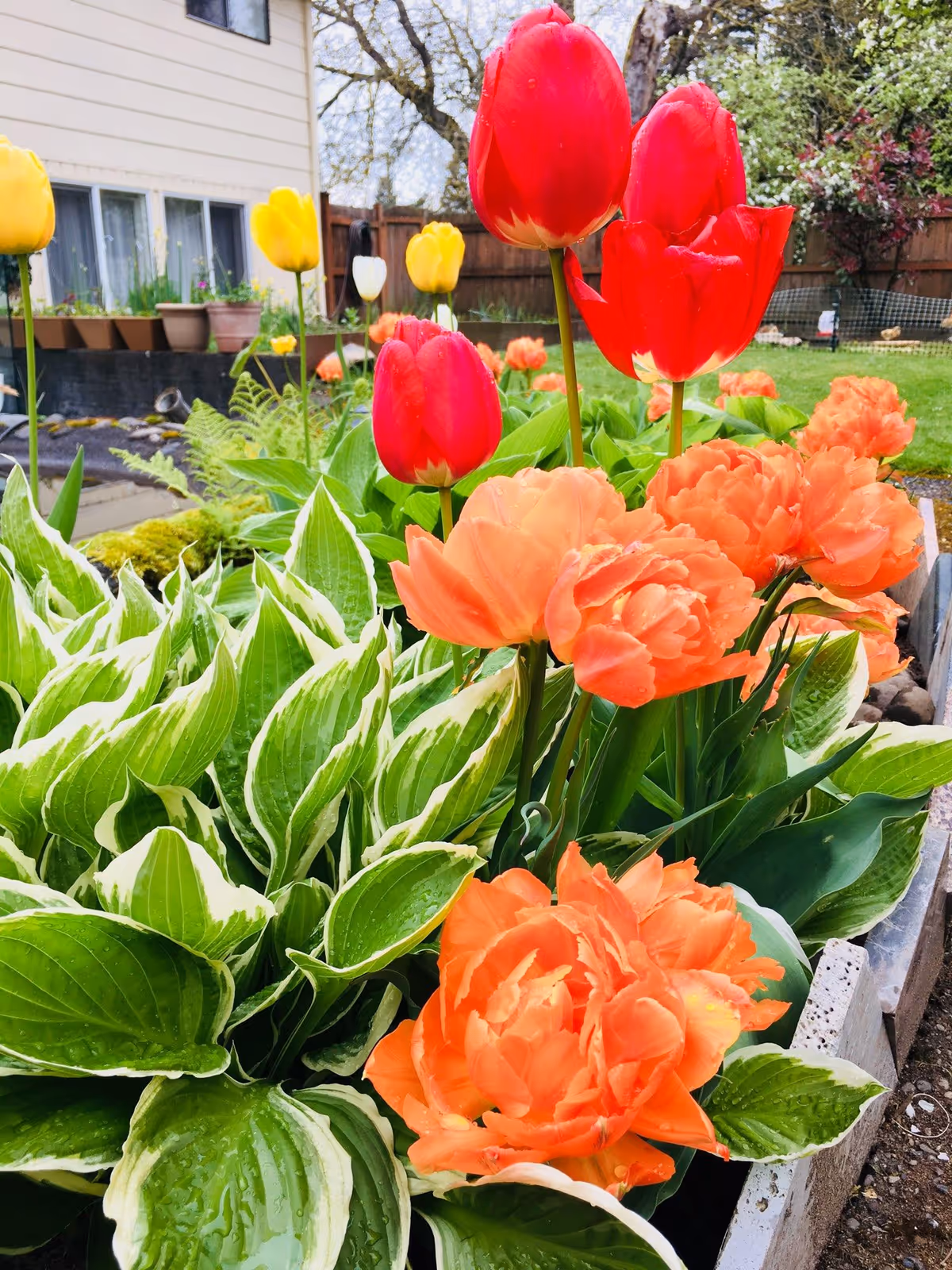 Close-up of a backyard garden bed with red and orange tulips and variegated hosta leaves.