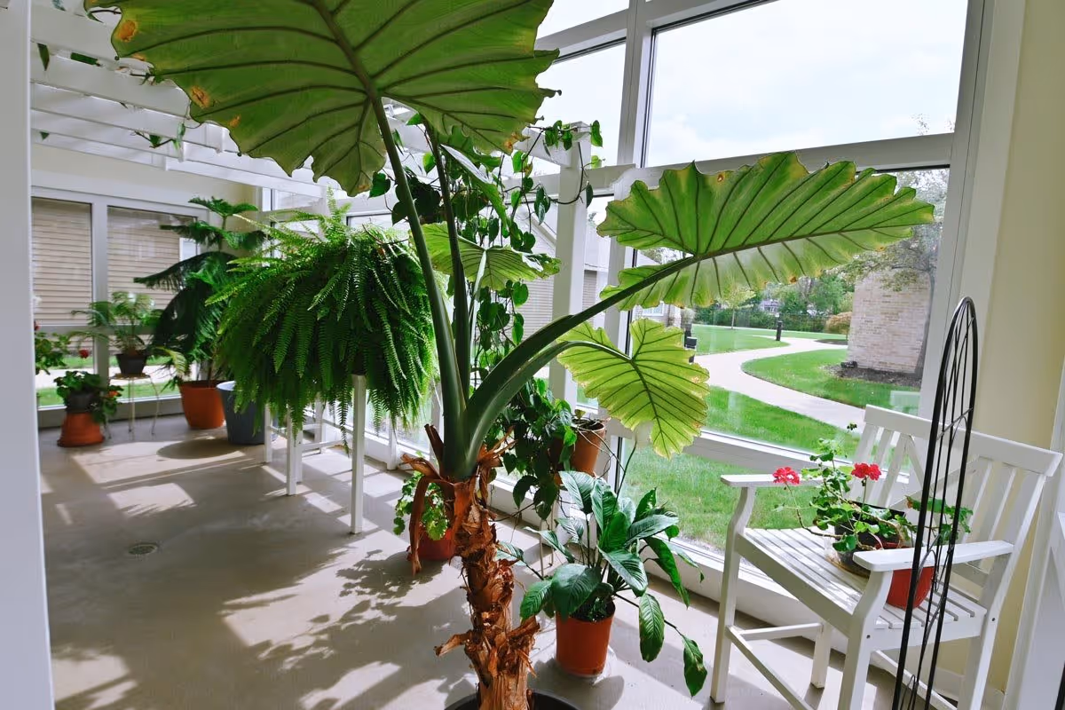 A bright indoor sunroom filled with various potted plants including large leafy plants and ferns. There is a white wooden bench with a potted flowering plant on it near large windows that look out onto a green lawn and a winding outdoor path.