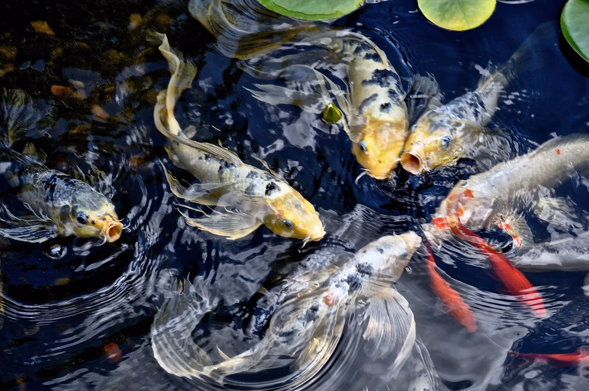 A group of colorful koi fish swimming in a pond with dark water and green lily pads floating on the surface.