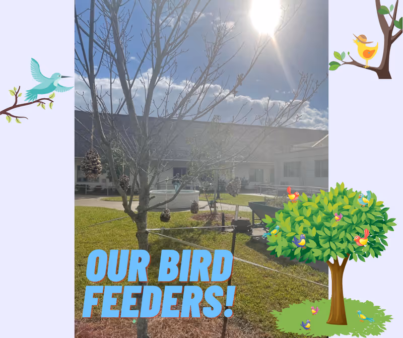 Sunny courtyard with a small leafless tree hung with pine-cone bird feeders, grassy lawn and a building in the background, overlaid with decorative bird graphics and the text 'OUR BIRD FEEDERS!'.