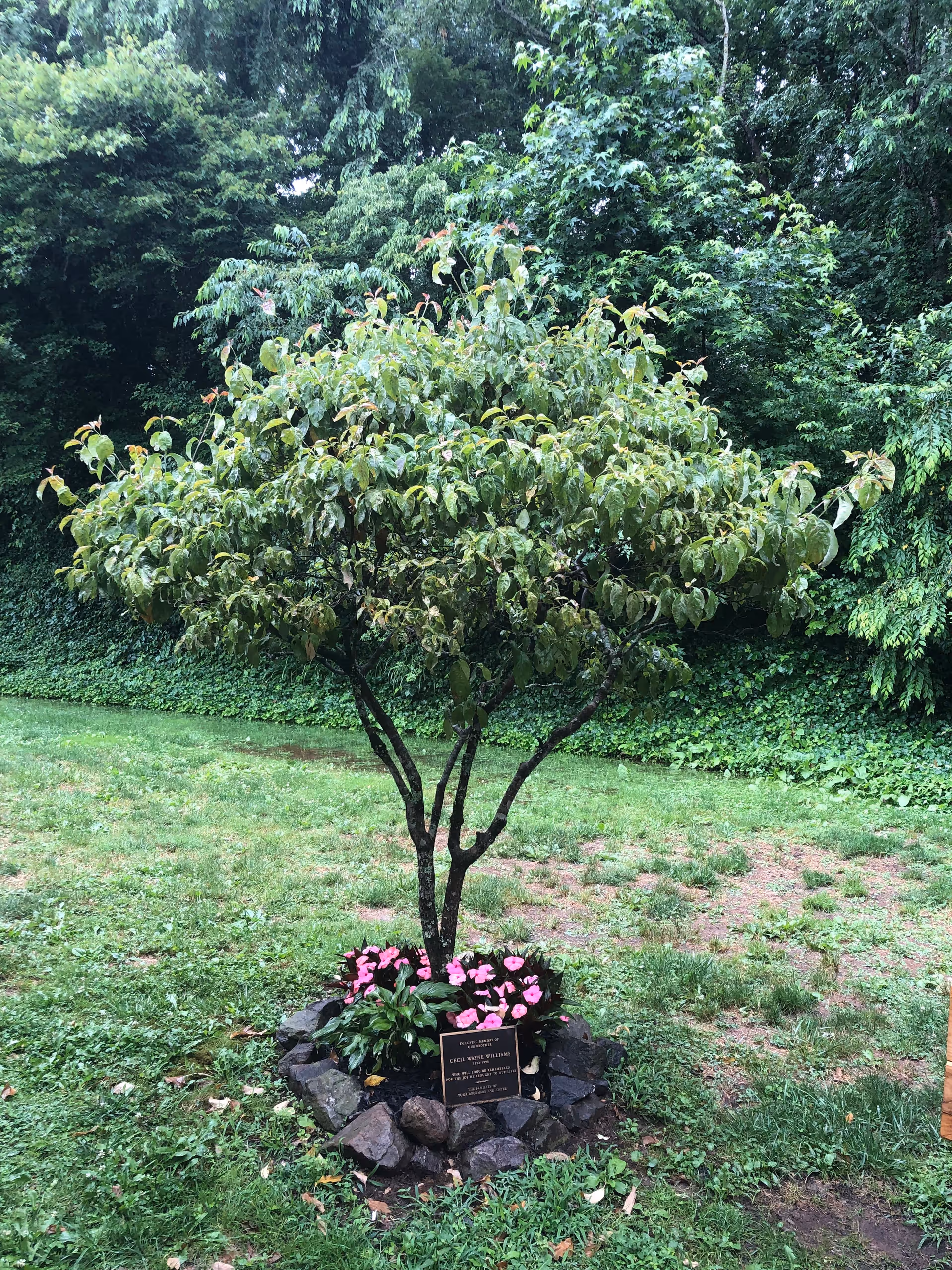 A small ornamental tree in a grassy yard surrounded by rocks, pink flowers and a memorial plaque with dense trees in the background.