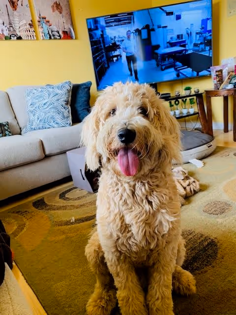 A fluffy light brown dog with its tongue out sitting on a patterned carpet in a living room. Behind the dog is a beige couch with blue and patterned pillows, a large flat-screen TV mounted on a yellow wall, and a small table with decorative items including letters spelling LOVE.