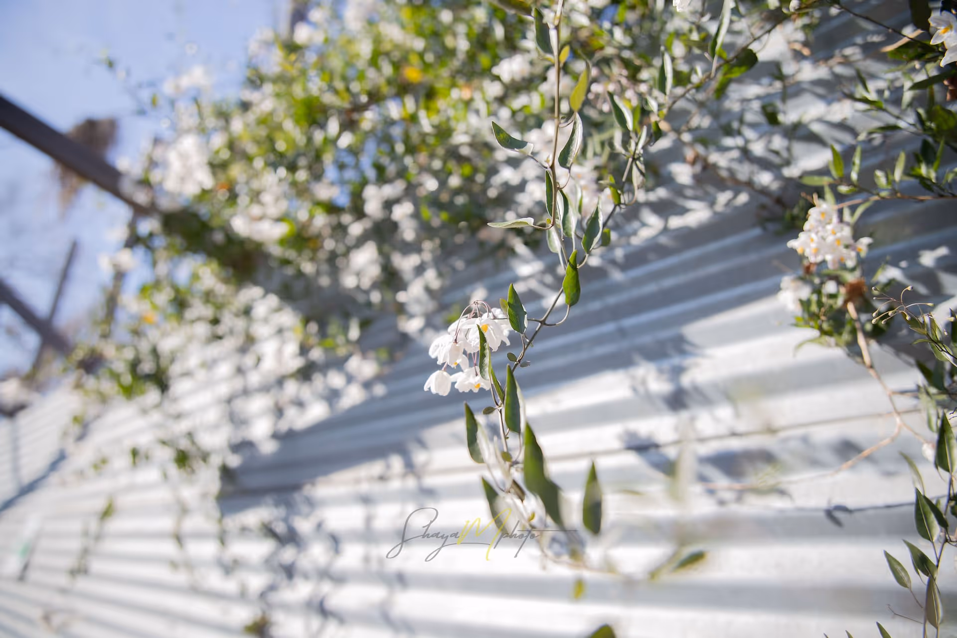 Close-up view of delicate white flowers and green leaves growing on a vine against a corrugated metal wall under bright sunlight with a clear blue sky in the background.