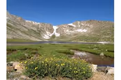 Alpine meadow with yellow wildflowers and a small lake surrounded by rocky mountain slopes under a clear blue sky.