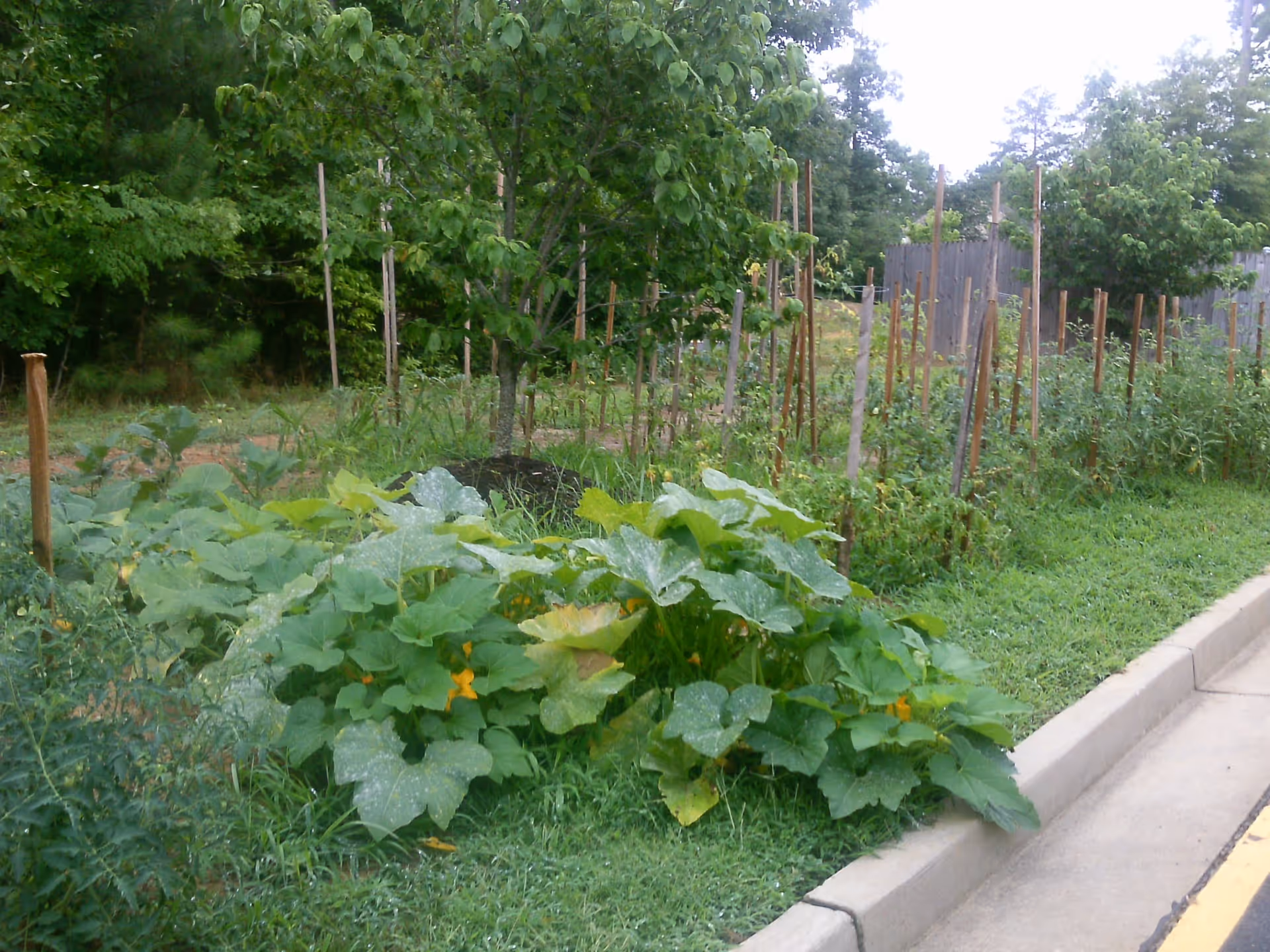 Community vegetable garden with sprawling squash plants, wooden stakes and trees beside a concrete curb.