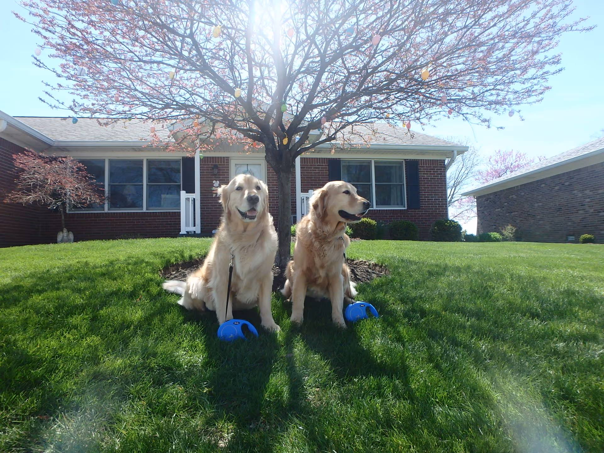 Two golden retrievers sit on a grassy lawn beneath a small tree in front of a single-story brick house.