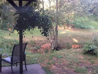 Outdoor yard with a patio chair and two deer grazing near trees.