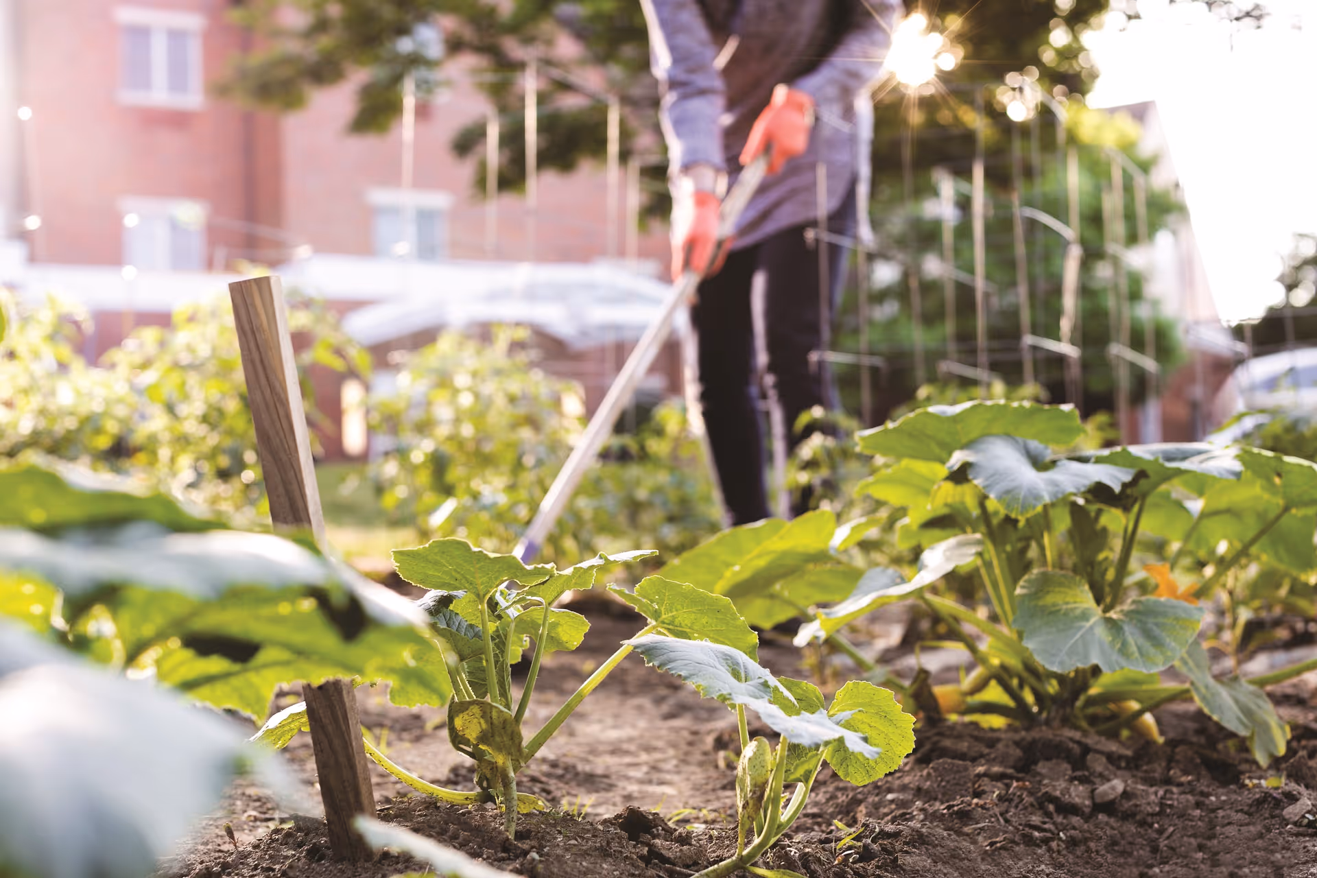 A person wearing gloves is tending to a garden with green plants and soil, with a building and trees visible in the background during daylight.