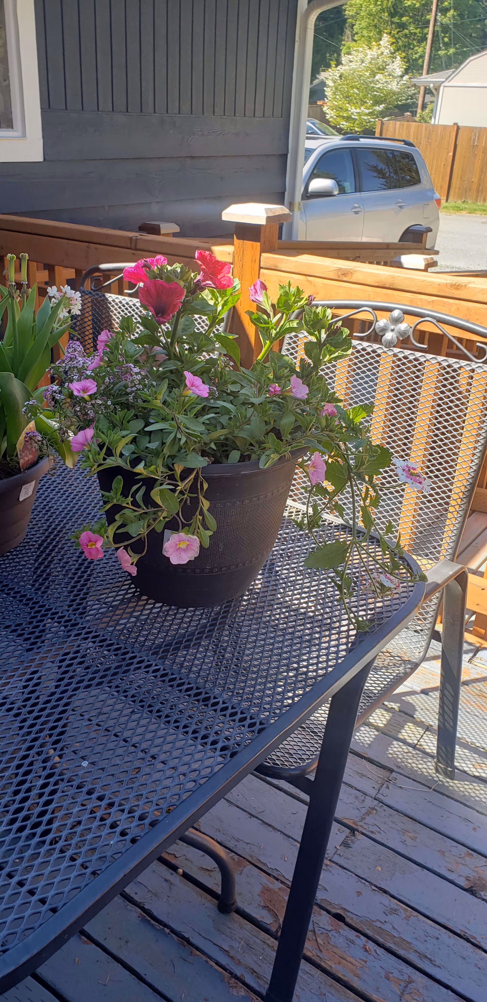 Potted pink flowers on a metal patio table on a wooden deck with a parked car and fence in the background.