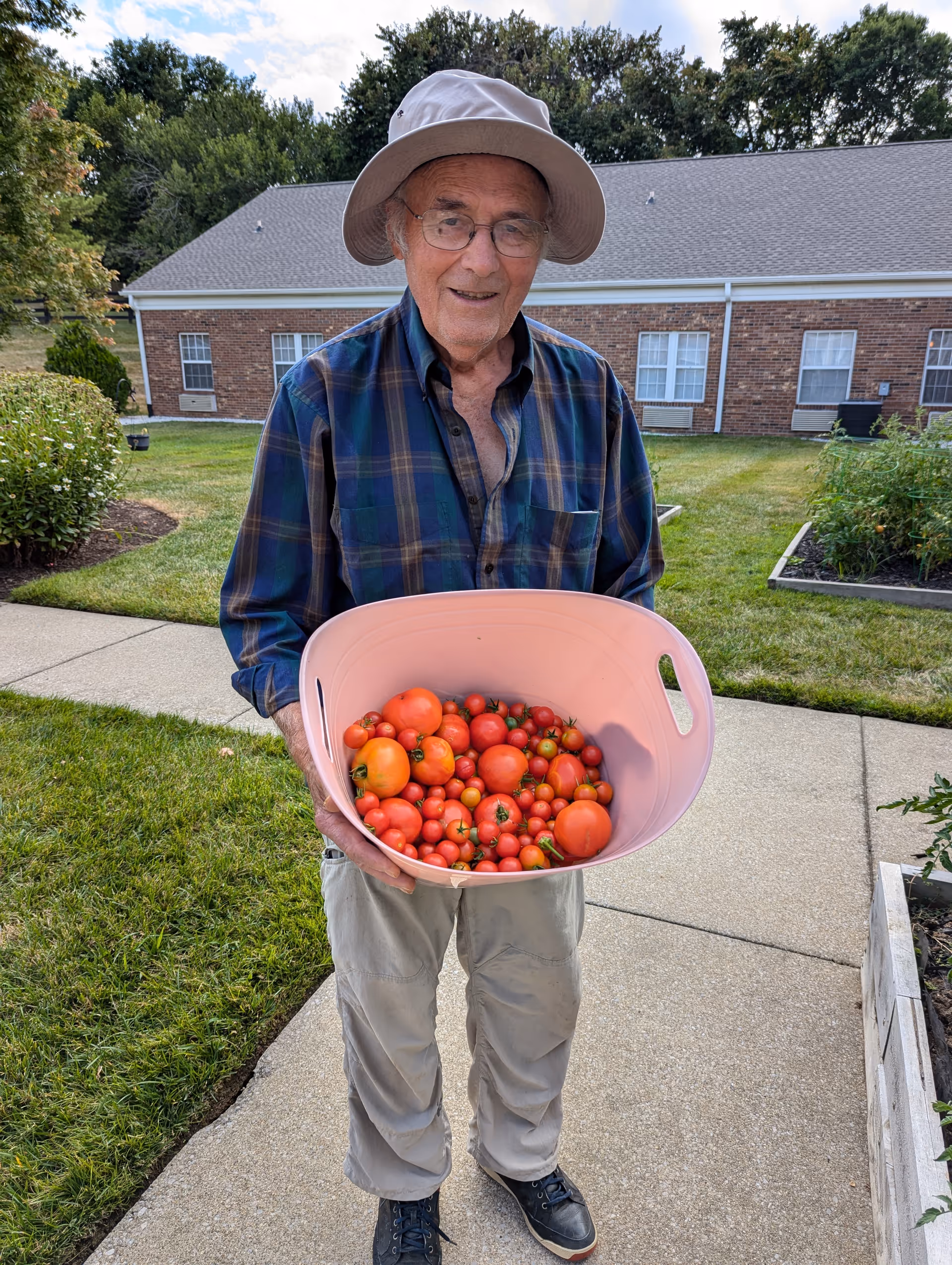 An elderly man wearing a beige hat, glasses, a blue and green plaid shirt, and beige pants is standing outdoors on a paved pathway holding a large pink basket filled with various sizes of red tomatoes. Behind him is a brick building with white-trimmed windows and a well-maintained garden area with green grass and plants.