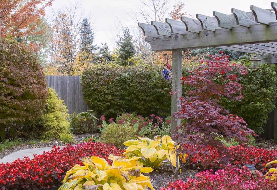 A colorful garden area with a variety of plants including yellow and red foliage, a wooden pergola, and a wooden fence in the background. Trees with autumn leaves are visible beyond the fence.