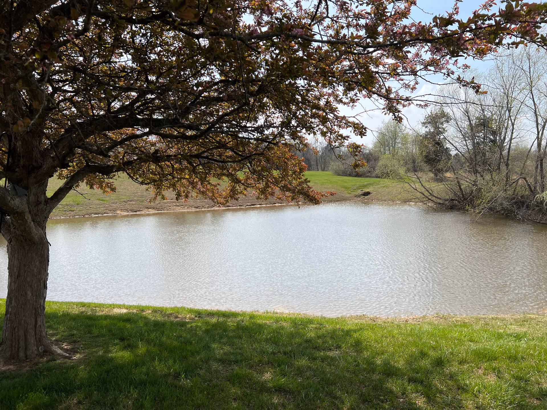 A peaceful outdoor scene featuring a small pond surrounded by grass and trees, with a large tree in the foreground partially shading the water.