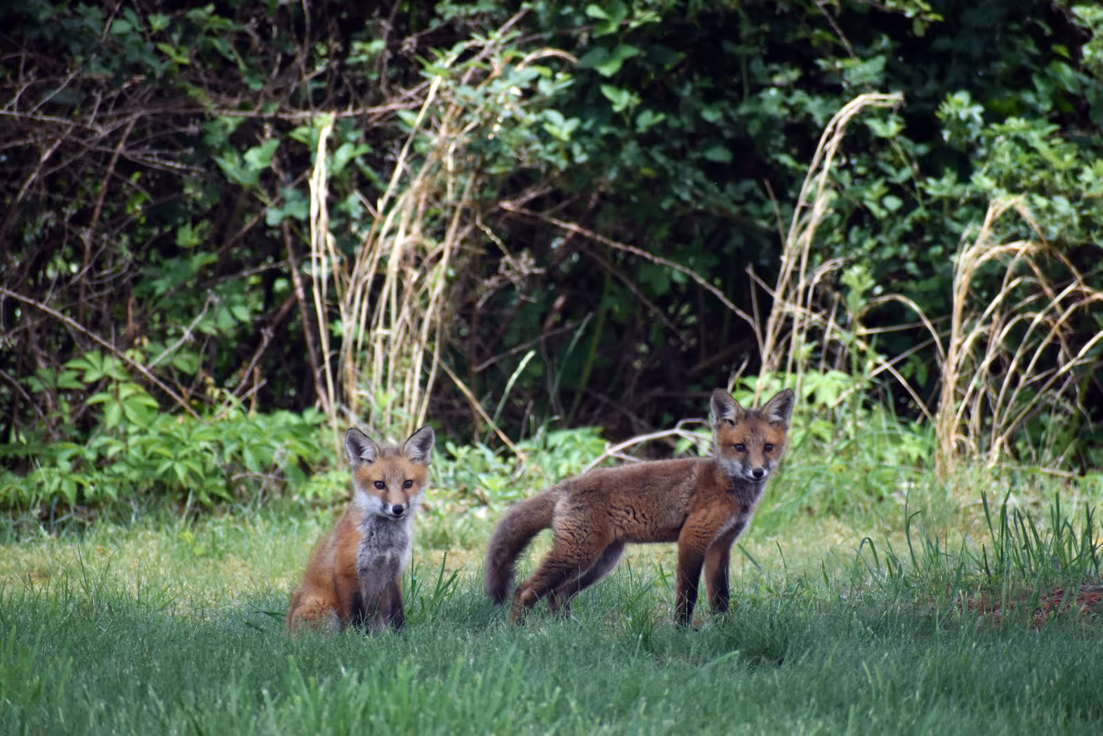 Two young foxes standing and sitting on green grass with dense green foliage and tall dry grass in the background.