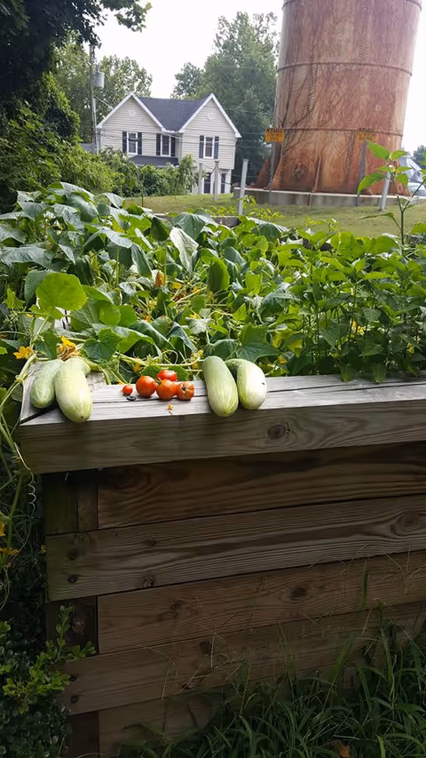 Raised wooden garden bed holding cucumbers/zucchinis and cherry tomatoes with a house and a large rusted water tower in the background.