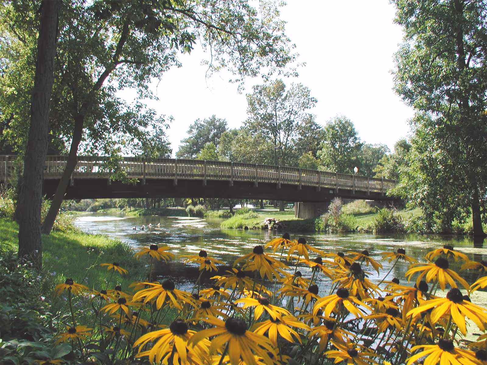 Wooden footbridge spanning a calm river with yellow coneflowers in the foreground and trees along the banks.