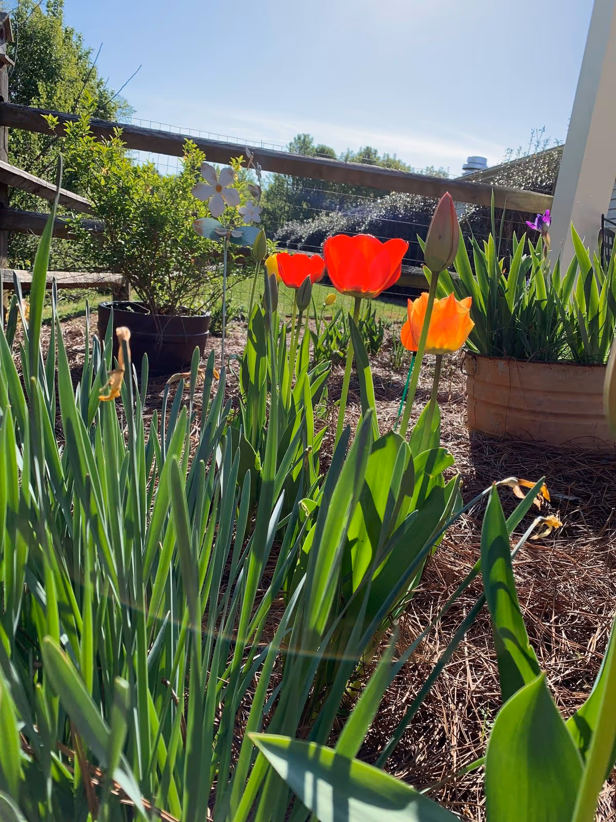 Close-up view of a garden bed with blooming red and orange tulips, green leaves, and other plants under a clear blue sky. A wooden fence and potted plants are visible in the background.