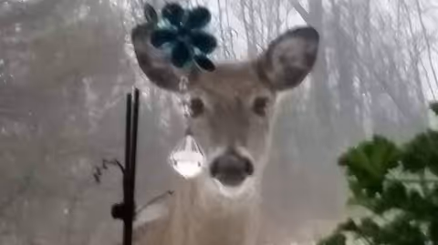 A close-up view of a deer looking through a window with a hanging decorative ornament and some green foliage visible inside.