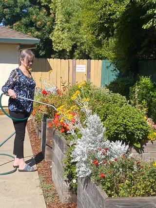 An elderly woman watering a raised garden bed filled with various colorful flowers and plants outdoors on a sunny day, with a wooden fence and trees in the background.