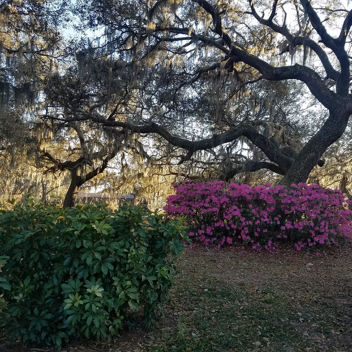 Outdoor garden area with large trees draped in Spanish moss, green bushes, and vibrant pink flowering shrubs under natural daylight.
