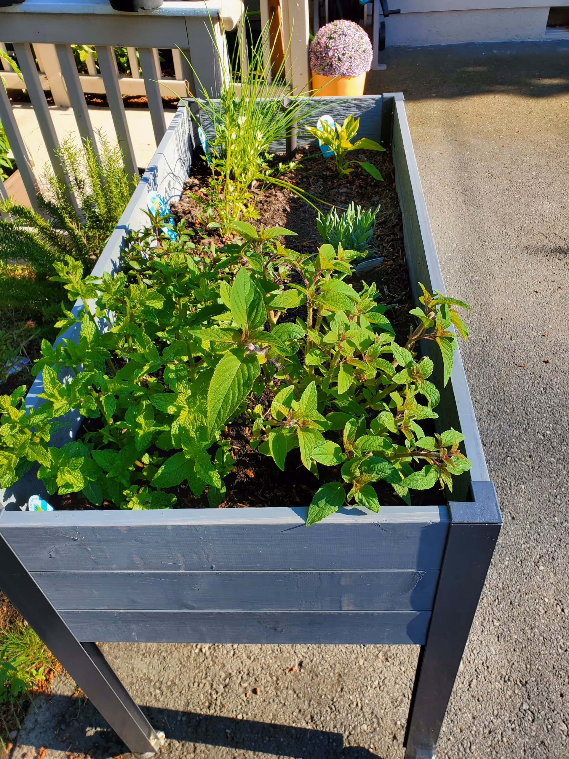 A raised garden bed with various green plants growing in it, placed outdoors on a paved surface near a wooden railing and a potted plant with purple flowers in the background.