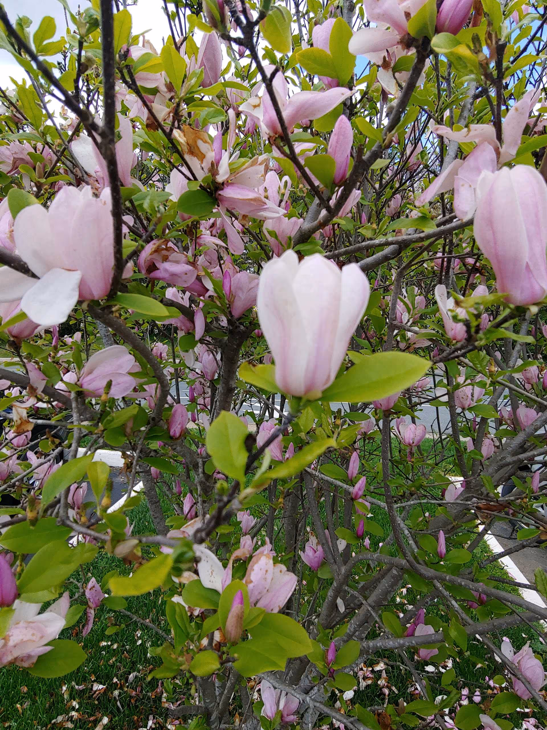 Close-up view of a flowering tree with numerous pink and white blossoms and green leaves, set outdoors with a glimpse of a parking lot in the background.
